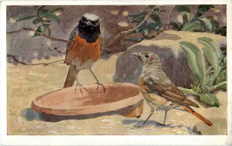 Fartenrotschwanz - Oiseaux