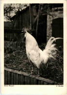 Hahn - Chicken - Oiseaux