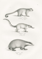 Der Potto Kinkajou / Rothbrauner Coati / Europäischer Dachs - Nasenbären Coatis European Badger - Stiche & Gravuren