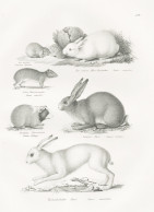 Der Ogotona / Das Weisse Haus-Kaninchen / Felsen-Meerschweinchen / Gemeines Meerschweinchen / Gemeiner Hase / - Stiche & Gravuren