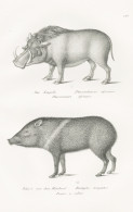 Der Emgallo / Pekari Mit Dem Halsband - Warzenschwein Common Warthog Nabelschwein Peccary / Tiere Animals / Zo - Stiche & Gravuren