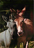 Animaux - Anes - Anon - Calin - Donkeys - Burros - Esel - Asini - CPM - Carte Neuve - Voir Scans Recto-Verso - Anes