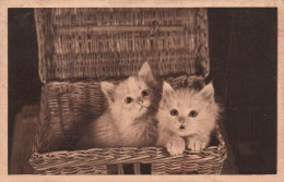 Chatons - Cats