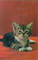 13815100 - Mechanik - Cats