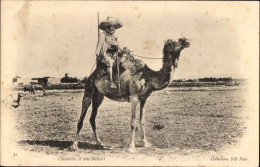 CPA Araber Auf Kamel Reitend, Maghreb, Wüste - Other & Unclassified