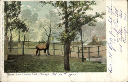 CPA Chicago Illinois USA, Szene Aus Lincoln Park, Hirsch - Other & Unclassified