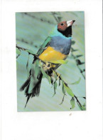Diamant De Gould - Oiseaux