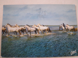 LA CAMARGUE - Chevaux