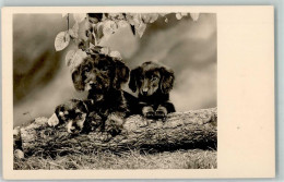 39161112 - - Chiens