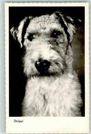 10322968 - Struppi AK - Chiens