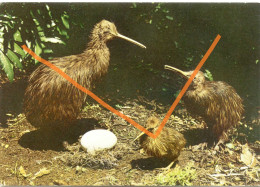 KIWI FAMILY AND EGG, New Zealand. Vogel, Bird, Oiseau - New Zealand