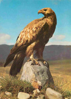Animaux - Oiseaux - Rapaces - Aigle Impérial - Golden Eagle - Steinadler - CPM - Voir Scans Recto-Verso - Oiseaux