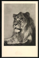 AK Portrait Eines Löwe - Tigres