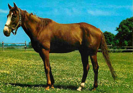 Animaux - Chevaux - Portrait De Cheval - Carte Neuve - Voir Scans Recto Verso - Chevaux