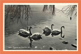 Cygnes Au Bord Du Lac Etat Superbe - Altri & Non Classificati