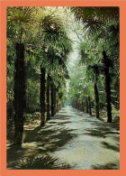 30 - ANDUZE - Allée De Palmiers - Bambuseraie De Prafrance - Autres & Non Classés