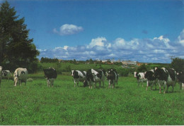 Y121929 - Brasilien (Sonstiges) - Brasilien - Castro - Parana - Sonstige