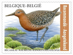 5147**(B181/C181) - Bécasseau Maubèche/Knoetstrandloper/Knot - BUZIN - DÉCOUPE ABONNEMENT - RECOMMANDÉ/AANGETEKEND - 1985-.. Uccelli (Buzin)