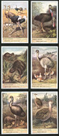 6 Sammelbilder Liebig, Serie Nr. 1500: Oiseaux Coureurs, Le Tinamou, L`Emeu, Le Nandou, Le Kiwi - Liebig