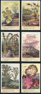 6 Sammelbilder Liebig, Serie Nr. 1557: Algues Marines Rencontrees Sur Nos Cotes, Porphyra Laciniata, Chondrus Crispus - Liebig