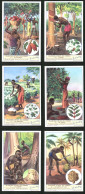 6 Sammelbilder Liebig, Serie Nr. 1373: Plantes Utiles Du Congo, Le Palmier á Huile, Le Copalier, Le Caféier, L`hév - Liebig