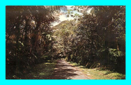 A900 / 543 PUERTO RICO El Yunque Typical Road - Puerto Rico