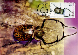 Thailand - MK - Insecten - Thaïlande