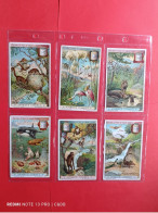 Liebig Serie Complete Langue Belge S 1035 Animaux Curieux - Liebig
