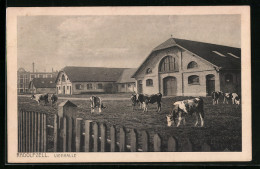 AK Radolfzell, Grasende Kühe Vor Der Viehhalle - Radolfzell