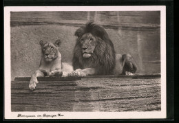 AK Leipzig, Löwenpaar Im Zoo - Tigri