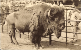 CPA Anvers Antwerpen Flandern, Zoologischer Garten, Bison - Sonstige & Ohne Zuordnung