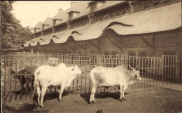 CPA Anvers Antwerpen Flandern, Jardin Zoologique, Zebus De L'Inde - Sonstige & Ohne Zuordnung