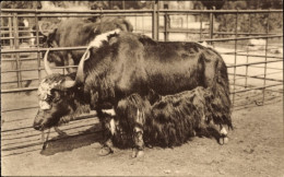 CPA Anvers Antwerpen Flandern, Jardin Zoologique, Vack Du Thibet - Sonstige & Ohne Zuordnung