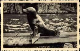 CPA Anvers Antwerpen Flandern, Jardin Zoologique, Robbe - Sonstige & Ohne Zuordnung