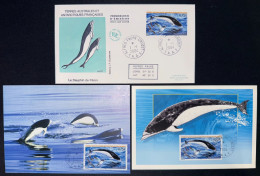 TAAF - FDC - Premier Jour - Carte Maximum - YT N° 385 - Faune Marne - Cétacé - Dauphin De Péron - 2004 - FDC
