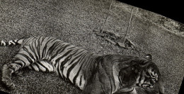 CARTE PHOTO Felin Tigre Singapour Singapore - Tigri