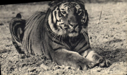 CPA Tigre Du Bengale Zoo Vincennes - Tigri