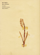 37487  Herbier 1934 Castres 81-Tarn  CAMPANULE ?  (•◡•) Georges VIEULEY 6em A - Autres & Non Classés