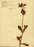37496  Herbier 1934 Castres 81-Tarn  BOURRACHE (•◡•) Georges VIEULEY 6em A - Autres & Non Classés