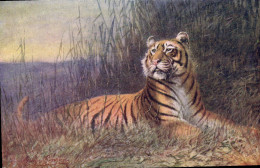 CPA Tigre - Tigri