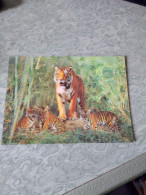 Carte A Systeme 3D - Animaux - Tigre   O 144 - Tigri