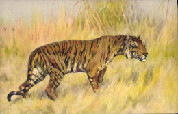 CPA Tigre - Tigri