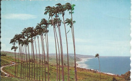 BARBADES - Antilles - Bathsheba Coast Line - Through The Palms - Barbados
