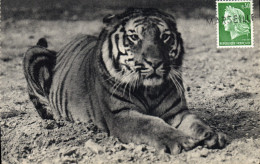 CPA Un Tigre Du Bengale Parc Zoologique Du Bois De Vincennes Paris - Tigri