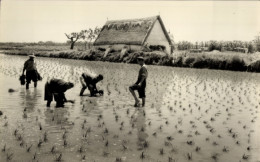 CPA Valencia Venezuela, Rice Planting - Venezuela
