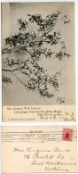 New Zealand 1907 Postcard - NZ Wild Flowers - Mingi-Mingi; 1p. Commerce; Wellington To East Melbourne, Australia - New Zealand