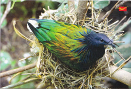 PIGEONS- NICOBAR PIGEON - INDIA POST PPC WITH ERROR- COLOR DRY PRINT- -BX6-3-1 - Piccioni & Colombe