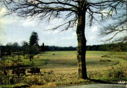 CPM En Limousin Immense Recueillement De La Nature - Limousin