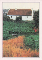 IRLANDE GALWAY FERME DANS LE CONNEMARA - Other & Unclassified