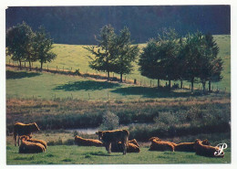 CPSM / CPM 10.5 X 15 Prestige LIMOUSIN Troupeau De Vaches Au Repos - Limousin